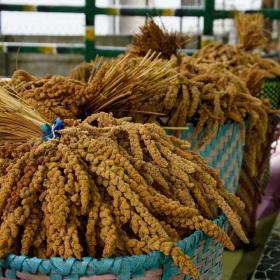 小米收穫祭上的小米穗