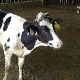 乳牛場在牛隻掛上的耳標身分登記
