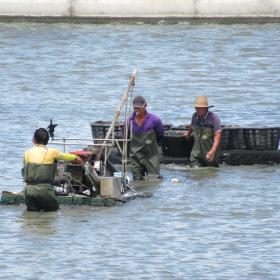 漁民採收文蛤作業