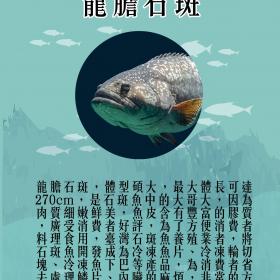 龍膽石斑魚簡介