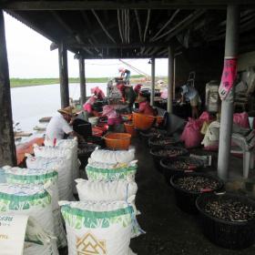 養殖漁戶的文蛤採收、篩選與分級作業