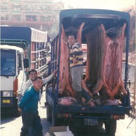丙子年（1996年）載牲禮的貨車