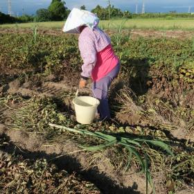 婦女在花生農田採收花生和甘蔗