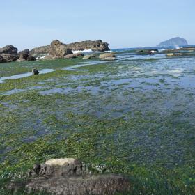 佈滿藻類大坪海岸