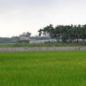 劉厝庄:稻田