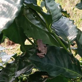 咖啡樹上的樹蛙