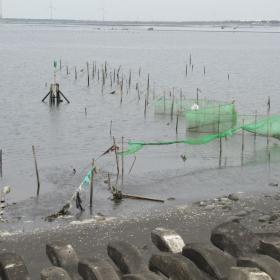 福寶濕地潮間帶的搭設漁網