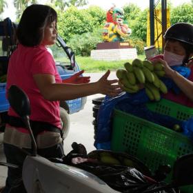 吳信善妻子忙於應對村內蕉農送來的大批香蕉，依照香蕉大小品質分級