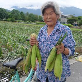 干城村農作物──玉米