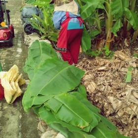採集香蕉葉