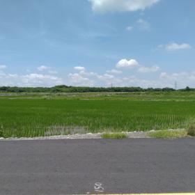 堤外河川地的水稻田