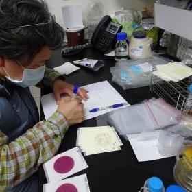 研究人員利用微生物測定來檢測siraw