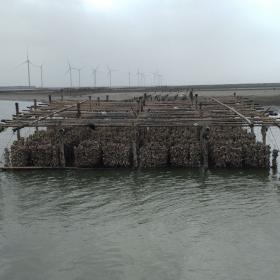 福寶濕地的垂下式牡蠣養殖（一）