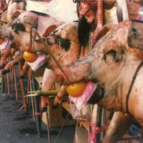 丙子年（1996年）豬隻牲禮