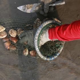 貝類採集
