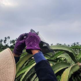 ㄚ霞果籽園農場主劉雪霞於東片村買下1.2甲農地，主要種植有機紅龍果，園區內不噴灑化學肥料、除草劑