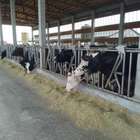 進食中的牧場乳牛