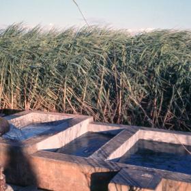 蔗田灌溉
