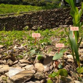 霧台--玉米、山芋與花生傳統農耕混植