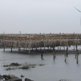 福寶濕地的垂下式牡蠣養殖（二）
