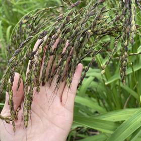 清水部落種植的陸稻