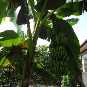 自種香蕉樹