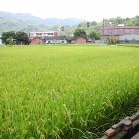 陳德阿公所種植的稻田