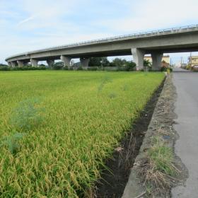 福寶村水稻田