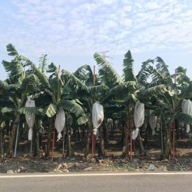 20210305_022_太源村_台糖農地的香蕉