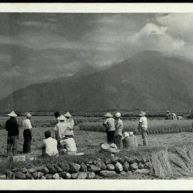 50至60年代，花東農場墾區狀況