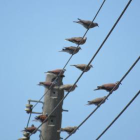 電線桿停佇的野鴿
