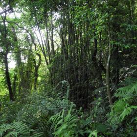 尋找麻竹：象鼻山中的混合林與部分之麻竹林