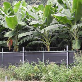 香蕉與火龍果同時種植的農地