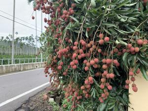 平林荔枝