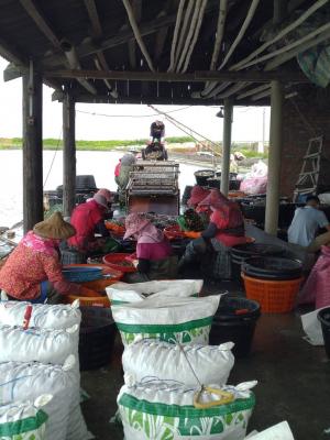 福寶村文蛤採收與篩選作業