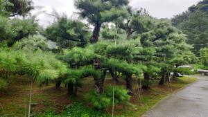 慶東社區種植五葉松