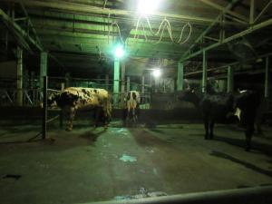 夜間的乳牛場