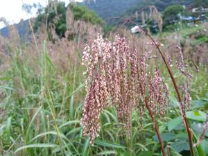 茂林區萬山部落--台灣油芒