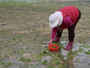 北寮村潮間帶婦女採海菜
