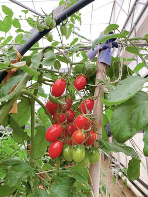溫室小番茄