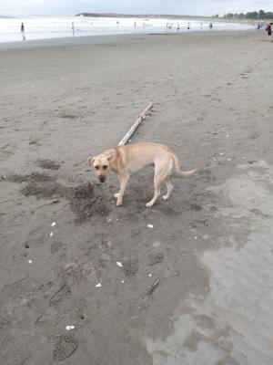 在沙灘上徘迴的野狗