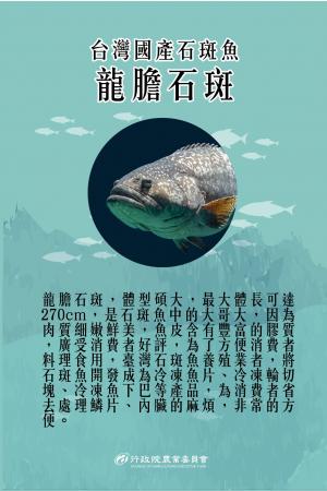龍膽石斑魚簡介