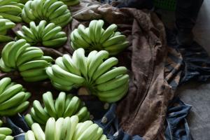 香蕉價格隨市場波動起伏大，滿地蕉農運來的香蕉