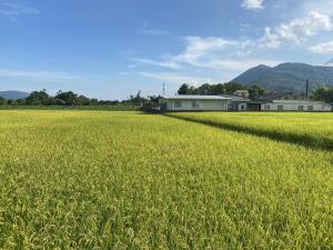 東干城農地夏季景觀──稻田 