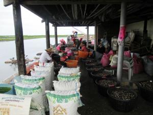 養殖漁戶的文蛤採收、篩選與分級作業