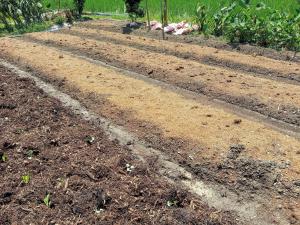 段教授太陽能有雞菜園已舖肥及未舖肥菜圃