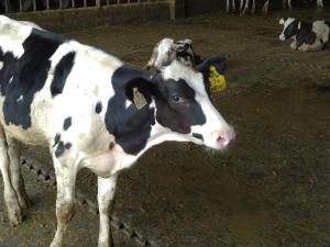 源泉牧場利用耳標對牛隻進行「雙重認證」管理