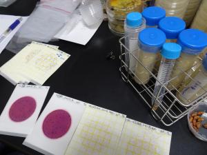 花蓮區農業改良場進行了七大類微生物的測定來研究siraw