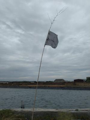 濱海魚塭旁的聖后宮黑令旗