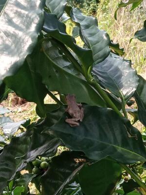 咖啡樹上的樹蛙